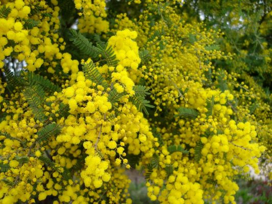 goldenwattle